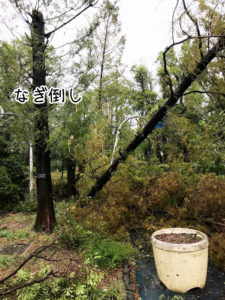2018_typhoon04遊歩道