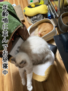 猫様達、年齢順に並んで寝てます