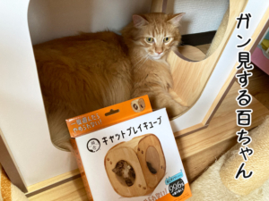 猫壱キャットプレイキューブをガン見する百ちゃん