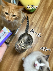 猫様それぞれの思い