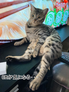CMとのマッチがいい感じ笑