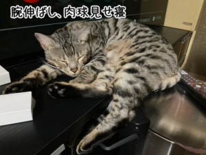 肉球見せながら爆睡中