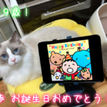 9歳になったラグドール乱歩