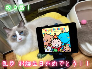 9歳になったラグドール乱歩
