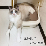 元トイレでくつろぐ乱歩