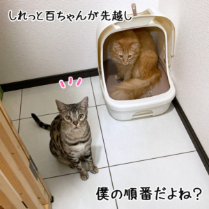 いつの間にか百福が使ってた