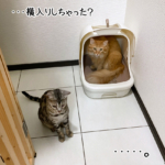 順番を抜かされた露伴がしょぼん
