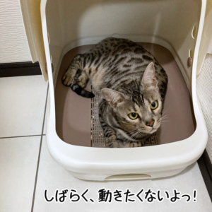 居座る露伴