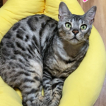 猫様達の居場所