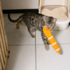 チンアナゴを運ぶ露伴