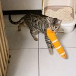 チンアナゴを運ぶ露伴