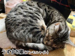 露伴のうずまきアンモニャイト