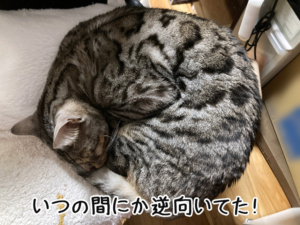 寝返りうずまきアンモニャイト