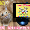 百福8歳の誕生日
