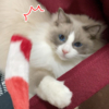 乱歩、帯に夢中