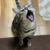 金具で遊ぶ露伴