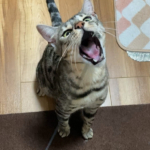 金具で遊ぶ露伴