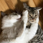 乱歩と露伴じゃれ愛中