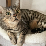 それぞれお好みの場所でくつろぎ中