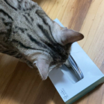 空箱に夢中の露伴