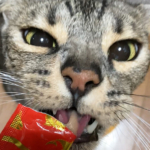 夢中でちゅーるドアップ