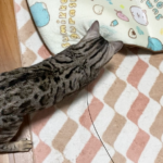 猫じゃらしに夢中の露伴