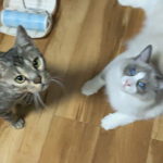 Wordpressラスト全員集合