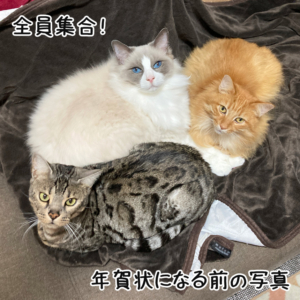 2026年、年賀状の写真